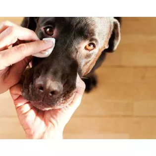 Pet Eye Nedves törlőkendők